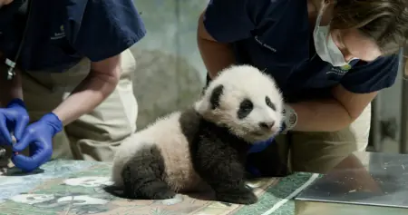 “小奇迹”，你好！旅美大熊猫“美香”的新生幼崽有名字了
